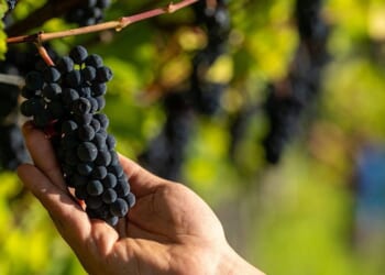 Medieval 600-year-old grape seed found in French toilet in stunning discovery