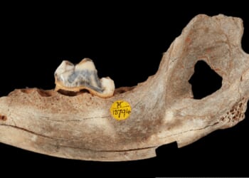 Major scientific breakthrough reveals even cavemen had pet dogs | World | News