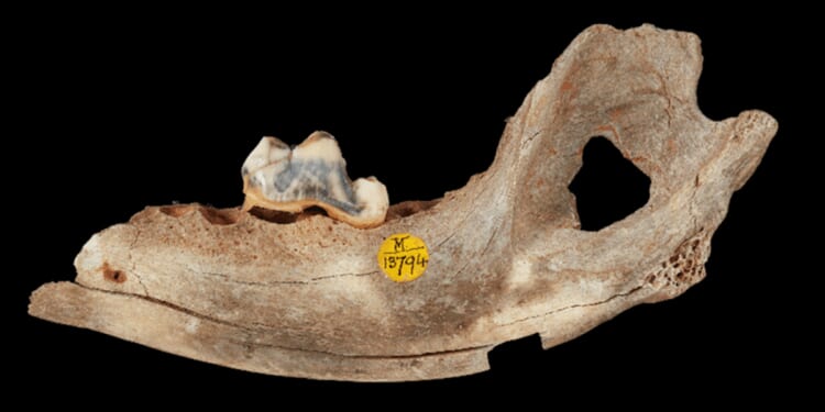 Major scientific breakthrough reveals even cavemen had pet dogs | World | News