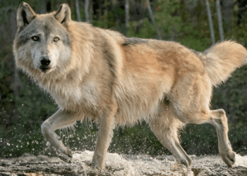 Pensioner, 65, bitten in the face by predator on German high street