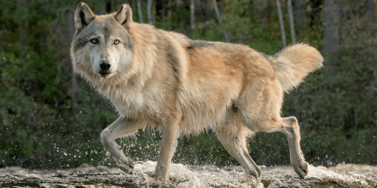 Pensioner, 65, bitten in the face by predator on German high street