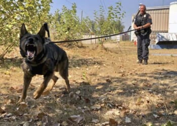 190 Dems Vote Against Deporting Illegal Alien Police Dog Abusers – RedState