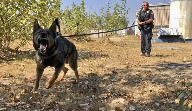 190 Dems Vote Against Deporting Illegal Alien Police Dog Abusers – RedState