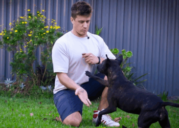 Australian man successfully designs mRNA vaccine to treat his dog's cancer
