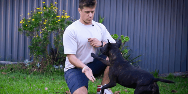 Australian man successfully designs mRNA vaccine to treat his dog's cancer