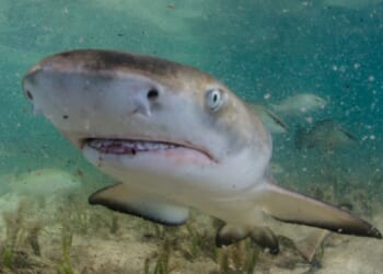 Baby Shark Tests Positive For Cocaine