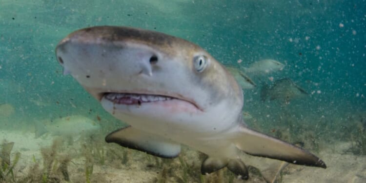 Baby Shark Tests Positive For Cocaine