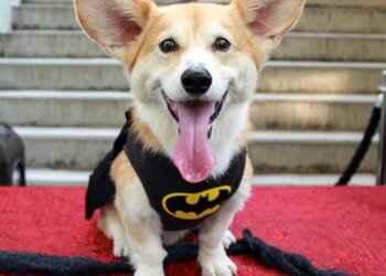 Brave Corgi Leads Pack of Stolen Dogs 11 Miles Along a Busy Chinese Freeway Back to Their Homes – RedState