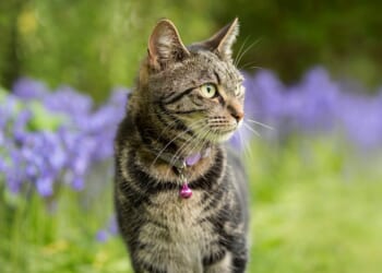 Cats have a part in God’s purposes