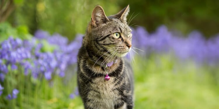 Cats have a part in God’s purposes