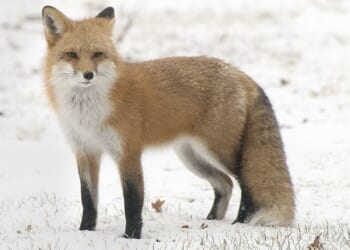 Clever Critter Outfoxes Immigration Authorities – RedState