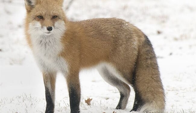 Clever Critter Outfoxes Immigration Authorities – RedState