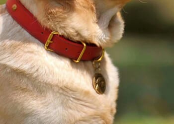 Connecticut minister facing animal cruelty charges, put on administrative leave