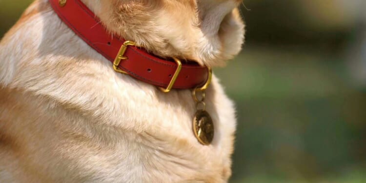 Connecticut minister facing animal cruelty charges, put on administrative leave