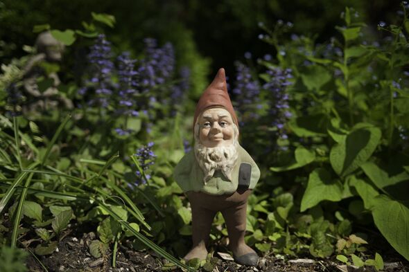 Gnome in the garden Gnome in the garden