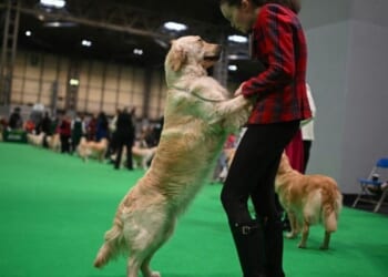 Crufts 2026 LIVE: Best in Show results with winner to be crowned | UK | News