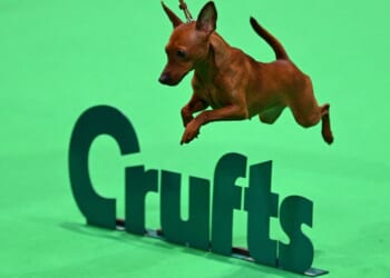 Crufts 2026 LIVE: Working and Pastoral dog breeds go head-to-head for group winner title | UK | News