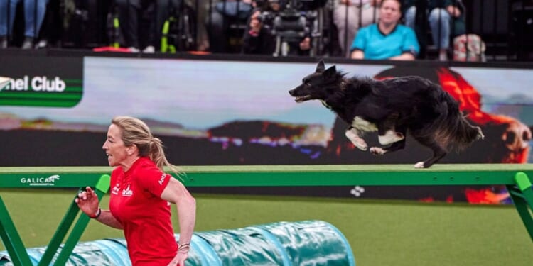 Crufts and Molly vs the Machines