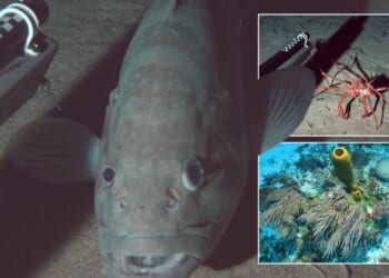 Fascinating new images reveal unique corals and sea creatures off Caribbean