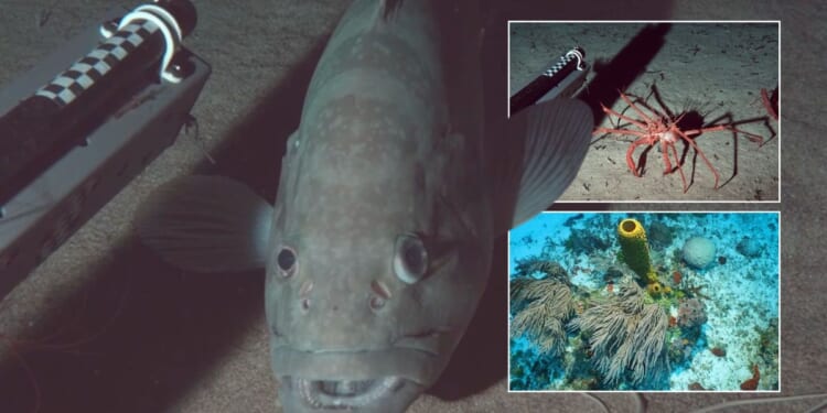 Fascinating new images reveal unique corals and sea creatures off Caribbean