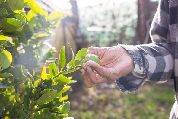 close up of hand on lime bathed in sunlight