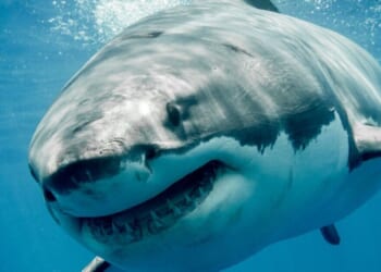 Huge 13ft-long great white shark spotted off coast of holiday hotspot loved by Brits | World | News