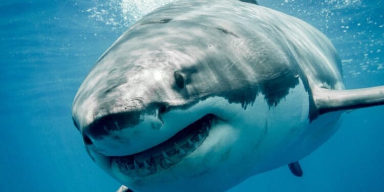 Huge 13ft-long great white shark spotted off coast of holiday hotspot loved by Brits | World | News