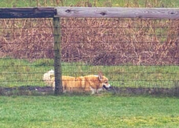 Late Queen's corgis seen in new photos near Andrew's home | Royal | News