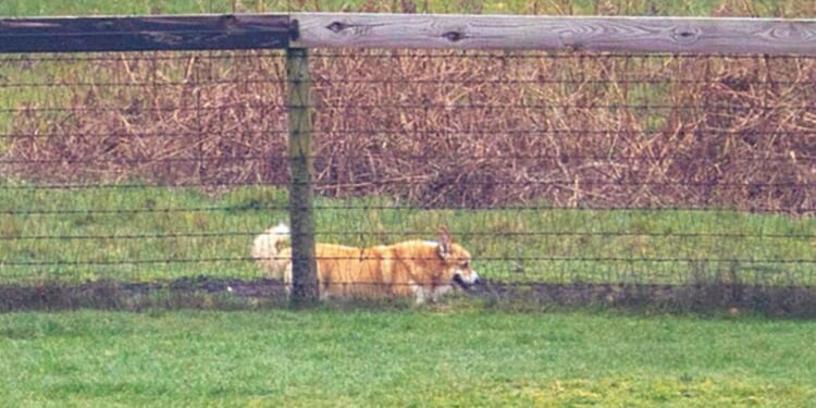 Late Queen's corgis seen in new photos near Andrew's home | Royal | News