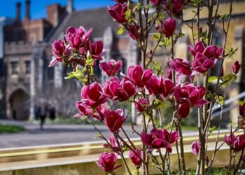 Magnolia trees symbolise ‘new beginnings’ for Archbishop of Canterbury