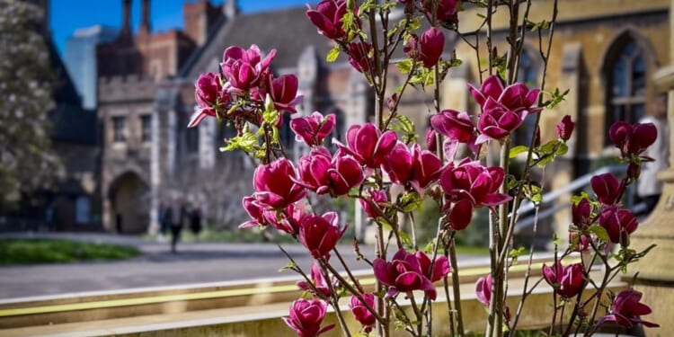 Magnolia trees symbolise ‘new beginnings’ for Archbishop of Canterbury