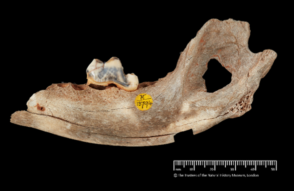 14,300-year-old dog jawbone from Gough’s Cave, UK