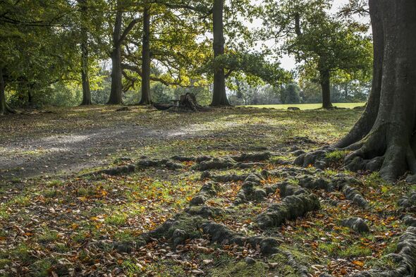 Tree roots walk at Box Hill Tree roots walk at Box Hill