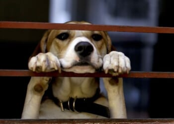 Pre-Teen Musician Starts a Non-Profit to Bring Healing Music to Shelter Animals – RedState