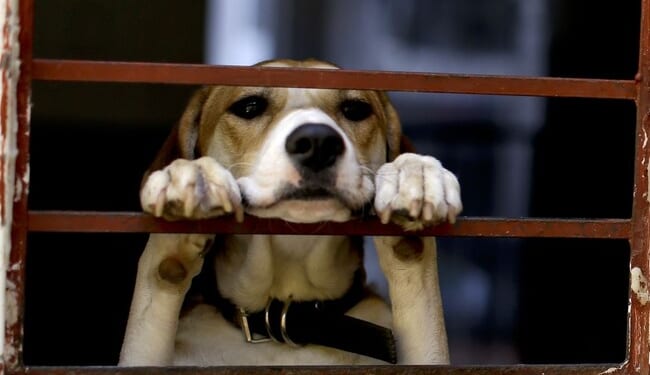 Pre-Teen Musician Starts a Non-Profit to Bring Healing Music to Shelter Animals – RedState