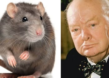 RSPCA demands rats and pigeons on banknotes — then Farage weighs in | UK | News