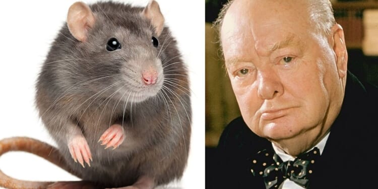 RSPCA demands rats and pigeons on banknotes — then Farage weighs in | UK | News