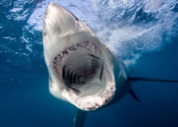 Sharks with cocaine in their blood found off Caribbean island | World | News