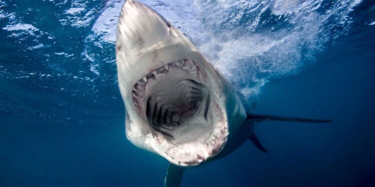 Sharks with cocaine in their blood found off Caribbean island | World | News