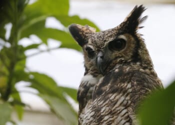 Shoppers Find Real Bird Dozing Among the Oddities – RedState