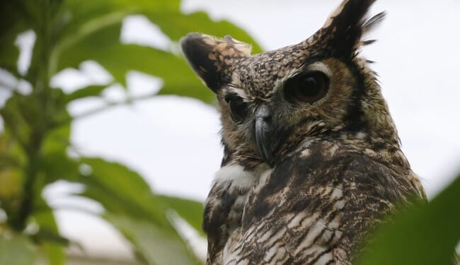 Shoppers Find Real Bird Dozing Among the Oddities – RedState