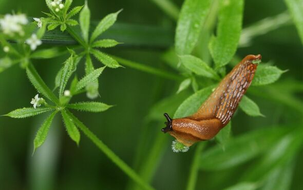 A Red Slug, Arion rufus, climbing over a Cleavers or Goosegrass plant growing in the wild
