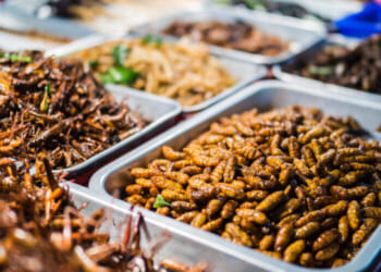 WEF reframes 'eat the bugs' as new 'nature economy' investment project