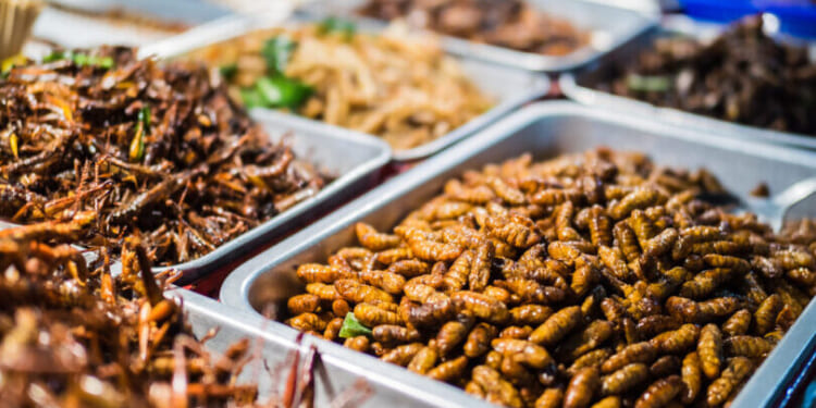 WEF reframes 'eat the bugs' as new 'nature economy' investment project