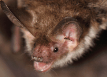 Council refuses permission for new homes after discovering one of Britain's rarest bat species