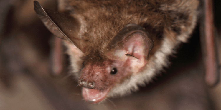 Council refuses permission for new homes after discovering one of Britain's rarest bat species