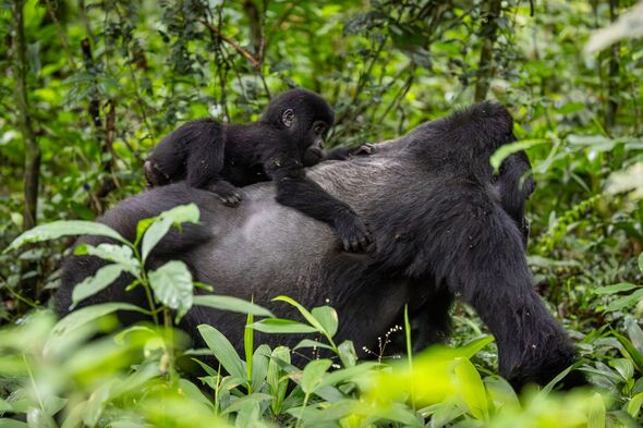 Rare sighting of a silverback carrying a baby Rare sighting of a silverback carrying a baby