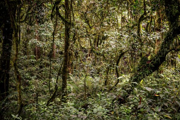 The view inside Bwindi Impenetrable National Park The view inside Bwindi Impenetrable National Park