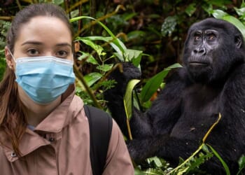 I trekked to endangered mountain gorillas - this is how it felt | World | News