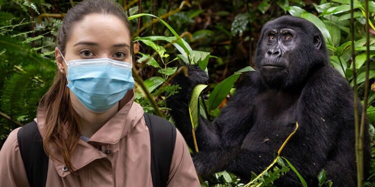 I trekked to endangered mountain gorillas - this is how it felt | World | News